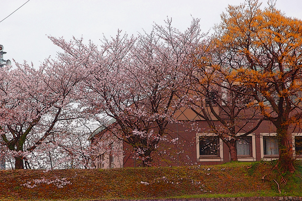 駿府公園　桜 R'zproject-記憶に残るしくみを創造する･･･WEBプロデュース[ホームページ企画･デザイン･制作･管理･運営･販売]、各種印刷物･販促物[企画･デザイン･制作]